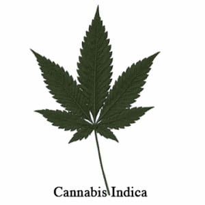 cannabis indica leaf