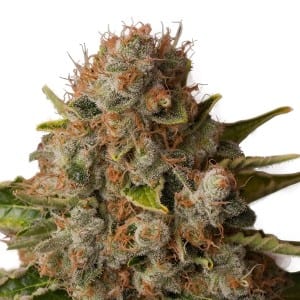 white widow review