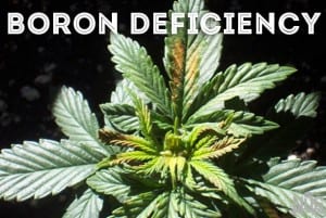 boron deficiency in cannabis plant,how to fix boron deficiency in cannabis plant,