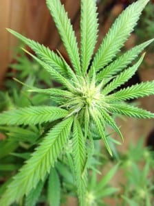 cannabis week 2 flowering