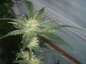 cannabis week 4 flower