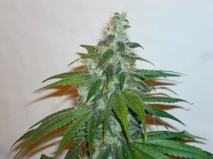 cannabis week 8 flower