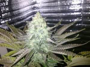 week 6 flowering cannabis plant