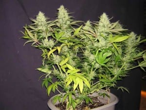 nitogen-deficient-flowering cannabis plant
