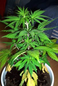 nitrogen-deficiency-cannabis-veg-stage