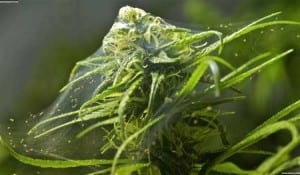 spider mite infestation result cannabis plant