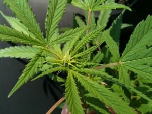 cannabis week 1 flowering