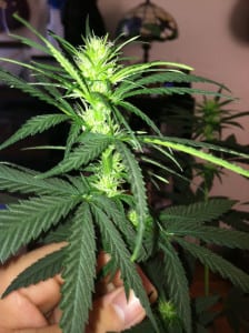week 3 flowering cannabis