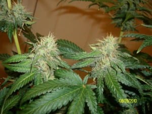 week 5 flowering cannabis