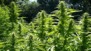outdoor cannabis plant