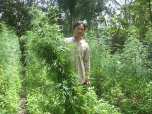 vietnam weed