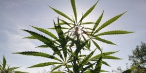 cannabis plant in sunlight