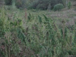 russia landrace cannabis