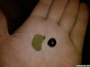 bubble hash from stems