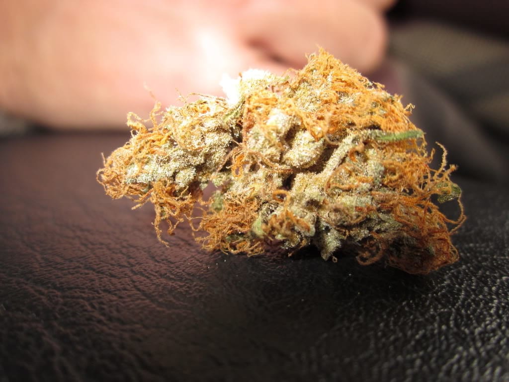 Acapulco Gold Strain Review | ️ | Stoner Circle