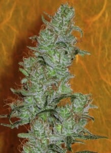 weed lemon haze crystals