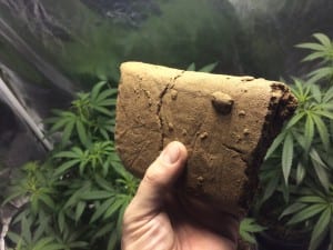 hash brick