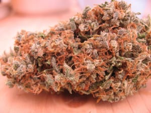 trainwreck cannabis strain