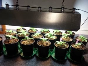 veg cannabis plants