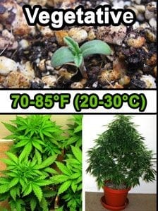 veg cannabis temperature