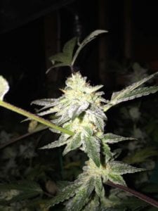 late flower cannabis