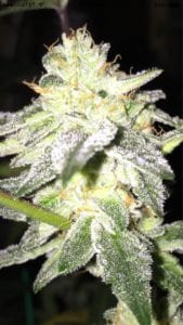 week 7 flower cannabis