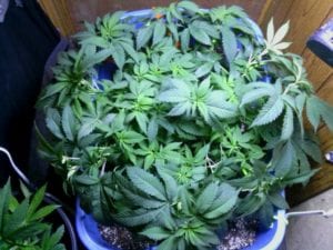 week 1 flower cannabis