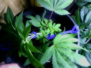 week 1 cannabis flowering