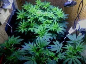 week 3 flower cannabis