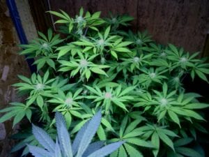 week 4 flower cannabis