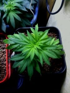 week 2 flower cannabis