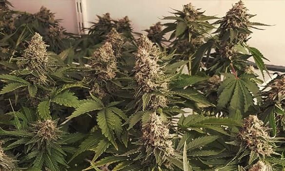 crop of AK-47