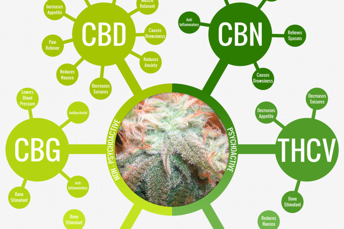 what-do-cannabinoids-do-to-the-body-stoner-circle